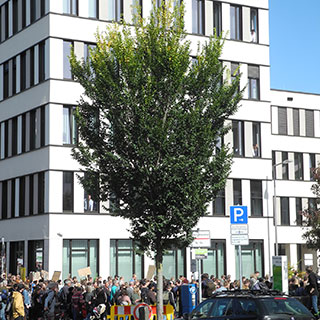 ulmus resista sapporo gold